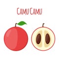 Superfood camu camu in flat style. Red camu berries, fruit.