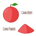 Superfood camu camu in flat style. Red camu berries, fruit.