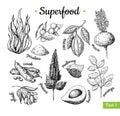 Superfood hand drawn vector illustration. Botanical isolated ske