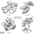 Superfood hand drawn vector illustration. Ginger, goji berries, guarana, cocoa beans on white background. Healthy food. Engraving