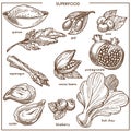 Superfood healthy diet food sketch icons berry, fruits and vegetables, bean seeds or seafood