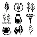 Superfood - kale leaves icons set