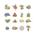 Superfoods line vector icons. Berries,nuts, vegetables fruits and seeds. Organic superfoods for health and diet.