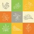 Superfoods line vector icons. Berries, powder, vegetables or fruits and seeds. Organic superfoods for health and diet