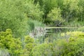 Superfund site wetland Royalty Free Stock Photo