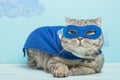 Superhero cat, Scottish Whiskas with a blue cloak and mask. The concept of a superhero, super cat, leader Royalty Free Stock Photo