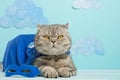 Superhero cat, Scottish Whiskas with a blue cloak and mask. The concept of a superhero, super cat, leader