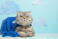 Superhero cat, Scottish Whiskas with a blue cloak and mask. The concept of a superhero, super cat, leader