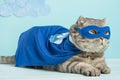 superhero cat, Scottish Whiskas with a blue cloak and mask. The concept of a superhero, super cat, leader Royalty Free Stock Photo