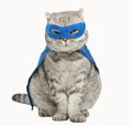 Superhero cat, Scottish Whiskas with a blue cloak and mask. The concept of a superhero, super cat, leader