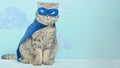 Superhero cat, Scottish Whiskas with a blue cloak and mask. The concept of a superhero, super cat, leader