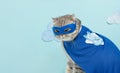 Superhero cat, Scottish Whiskas with a blue cloak and mask. The concept of a superhero, super cat, leader