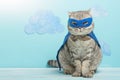 Superhero cat, Scottish Whiskas with a blue cloak and mask. The concept of a superhero, super cat, leader