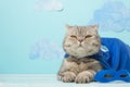 Superhero cat, Scottish Whiskas with a blue cloak and mask. The concept of a superhero, super cat, leader