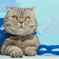 Superhero cat, Scottish Whiskas with a blue cloak and mask. The concept of a superhero, super cat, leader