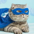 Superhero cat, Scottish Whiskas with a blue cloak and mask. The concept of a superhero, super cat, leader