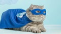 Superhero cat, Scottish Whiskas with a blue cloak and mask. The concept of a superhero, super cat, leader