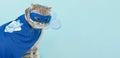 Superhero cat, Scottish Whiskas with a blue cloak and mask. The concept of a superhero, super cat, leader