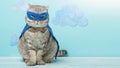 Superhero cat, Scottish Whiskas with a blue cloak and mask. The concept of a superhero, super cat, leader