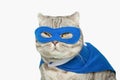 Superhero cat, Scottish Whiskas with a blue cloak and mask. The concept of a superhero, super cat, leader.poisoned or cut out on a