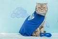 Superhero cat, Scottish Whiskas with a blue cloak and mask. The concept of a superhero, super cat, leader Royalty Free Stock Photo