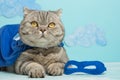 Superhero cat, Scottish Whiskas with a blue cloak and mask. The concept of a superhero, super cat, leader
