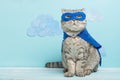 superhero cat, Scottish Whiskas with a blue cloak and mask. The concept of a superhero, super cat, leader Royalty Free Stock Photo