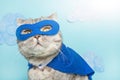 superhero cat, Scottish Whiskas with a blue cloak and mask. The concept of a superhero, super cat, leader