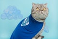 superhero cat, Scottish Whiskas with a blue cloak and mask. The concept of a superhero, super cat, leader