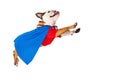 Superhero Dog Flying Royalty Free Stock Photo