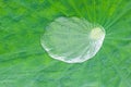 Superhydrophobic effect on a lotus leaf