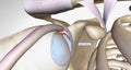 A superior labral tear is when a lesion is found in the upper portion for the labrum