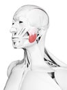 The superior masseter Royalty Free Stock Photo