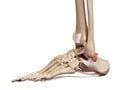 The superior peroneal retinaculum ligament Royalty Free Stock Photo