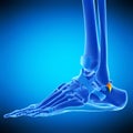 The superior peroneal retinaculum Royalty Free Stock Photo