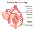 Superior rectal artery. Abdominal bloodflow system. Blood vessels