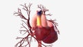 The superior vena cava is a large, valveless vein that conveys venous blood from the upper half of the body