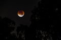 Supermoon and Blood Moon Coincide Due to Lunar Eclipse. coincide Royalty Free Stock Photo
