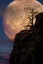 Supermoon with lone tree Royalty Free Stock Photo