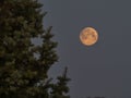 Supermoon with an Tree in the forground Royalty Free Stock Photo