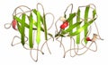 Superoxide dismutase 1 (SOD1) enzyme. Converts superoxide radical in hydrogen peroxide. Gene mutations cause ALS (amyotrophic Royalty Free Stock Photo