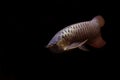 SuperRed Arowana on black background. Royalty Free Stock Photo