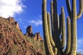 Superstition Mountains Cactus