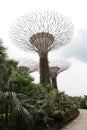 Supertree grove gardens on the bay Singapore