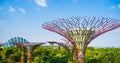 Supertree Grove is a large botanical garden in marina bay and is one of the most important attractions to visit Singapore and Royalty Free Stock Photo