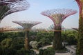 Supertree Grove in Singapore. Royalty Free Stock Photo