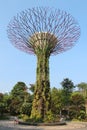 Supertree Grove in Singapore. Royalty Free Stock Photo