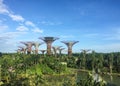 Supertrees at the Garden by the Bay in Singapore