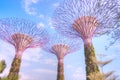 Supertrees, Gardens by the Bay, Singapore Royalty Free Stock Photo