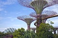 Supertrees, Singapore